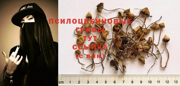 стафф Алексин